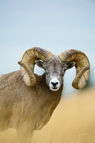 Big Horn Sheep Montana 6228
