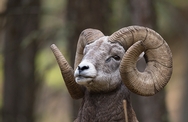 Big Horn Sheep Montana 6333