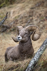 Big Horn Sheep Resting 6385