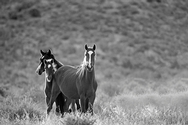 Three Horse Pose 0376
