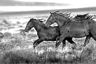 Two Horse Run 5154
