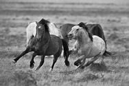 Two Horses Run 378