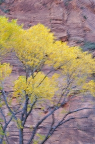 Zion Canyon Fall Color 4593