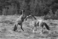 Pryor Mtn. Horses 4215
