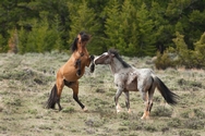 Pryor Mtn. Horses Color 4215