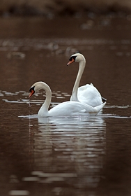 Two Swans 8541