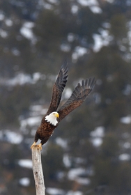 Bald Eagle takeoff 7744