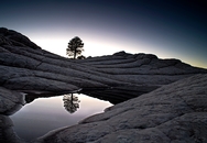 Lone Tree Reflection 1633
