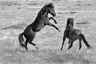 Stallions Fight 8410