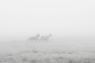 Wyoming Horses In Fog 4057